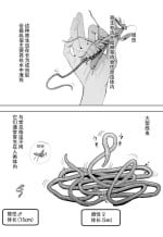 [Velzhe] Oohariganemushi No Seitai [Chinese] [白杨汉化组]